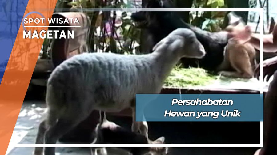 Persahabatan Unik Hewan Peliharaan Desa Barat Magetan