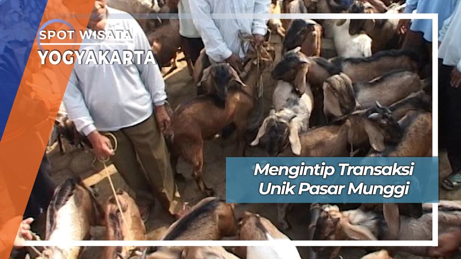 Transaksi Ternak Unik Pasar Munggi Gunung Kidul