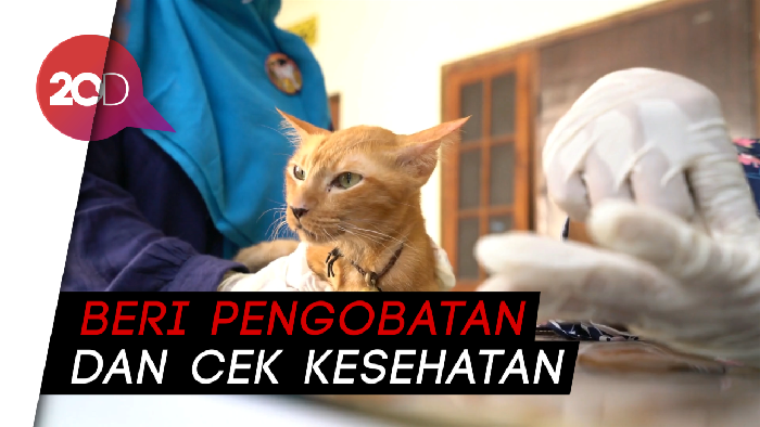 Bahu Membahu Relawan Rawat Kucing Jalanan Terdampak COVID-19