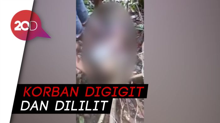 Remaja di Kendari Tewas Dililit Ular 7 Meter