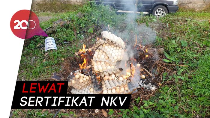 Telur Infertil Beredar, Pemerintah Beri Jaminan Keamanan Konsumen