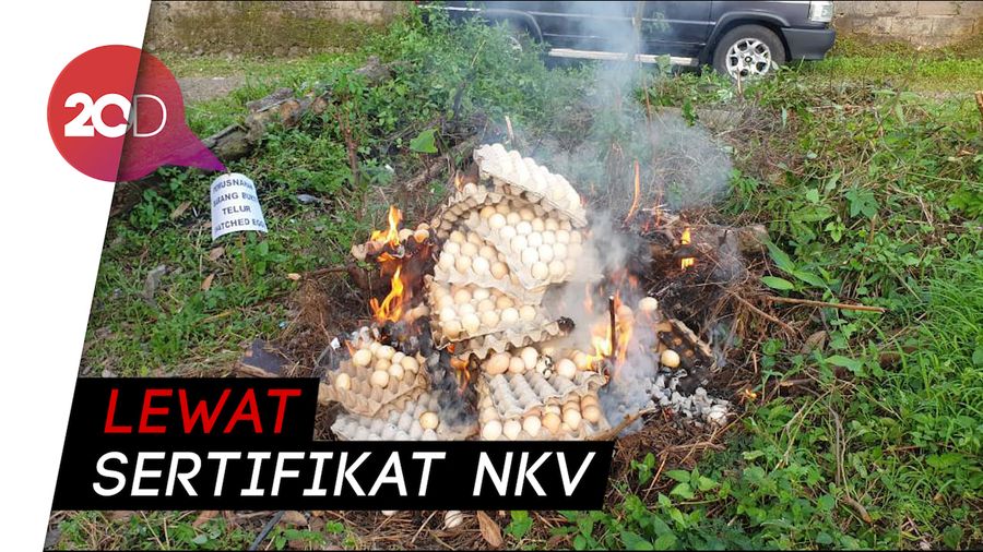 Telur Infertil Beredar, Pemerintah Beri Jaminan Keamanan Konsumen