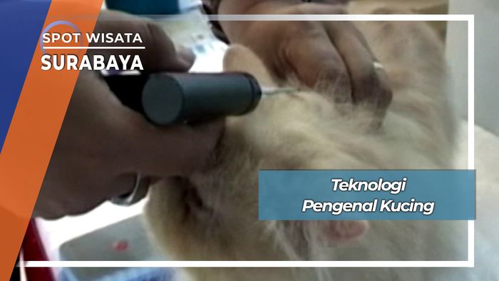  Teknologi Pengenal Kucing, Surabaya