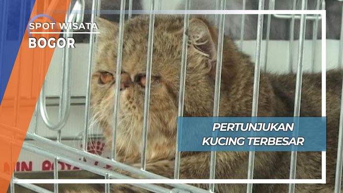 Pertunjukan Kucing Terbesar, Bogor