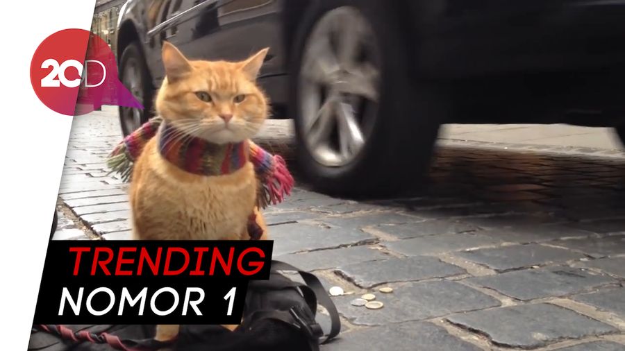 RIP Bob Trending, Kucing yang Bantu Majikannya Melawan Narkoba