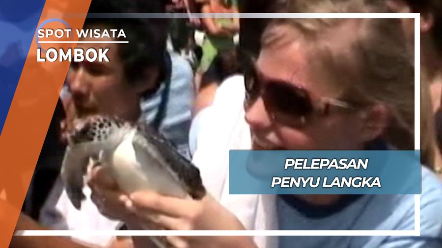 Pelepasan Penyu Langka, Lombok