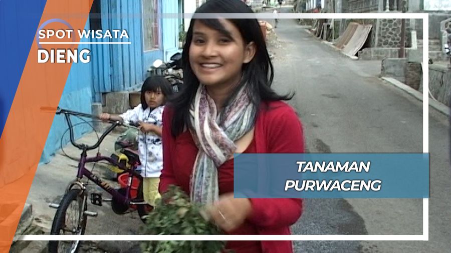 Tanaman Purwaceng, Dieng