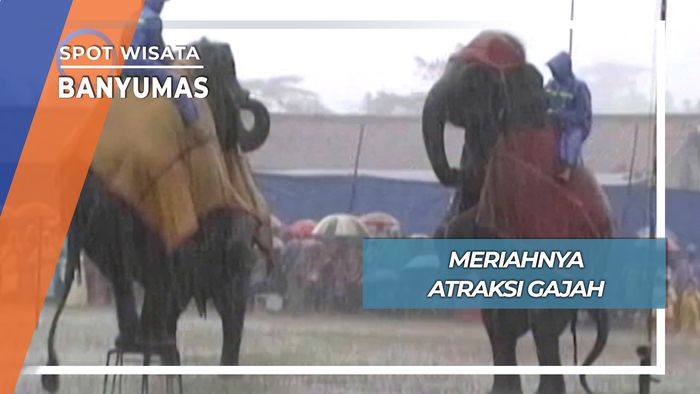 Meriahnya Atraksi Gajah, Banyumas