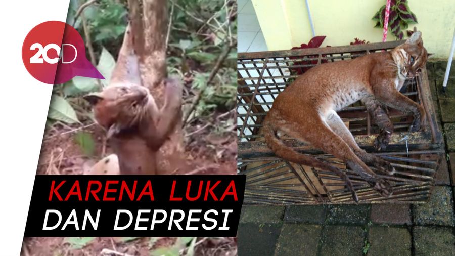 Duh, Kucing Emas yang Kena Jerat di Sumbar Mati