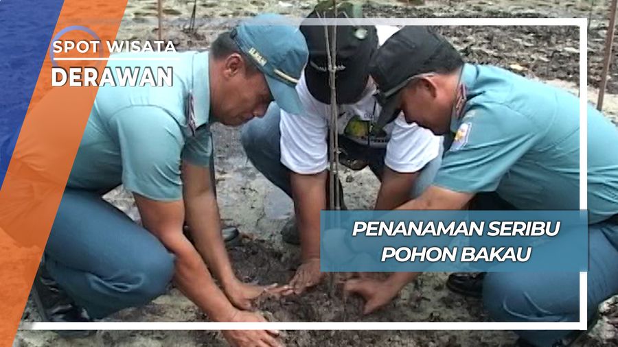 Penanaman Pohon Bakau, Derawan