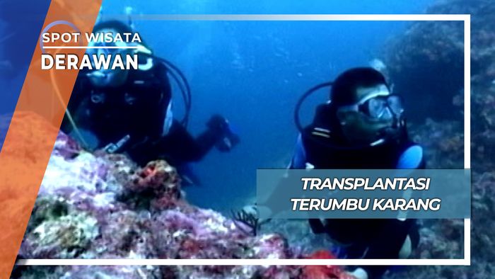 Transplantasi Terumbu Karang, Derawan