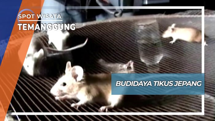 Budidaya Tikus Jepang di Parakan Temanggung