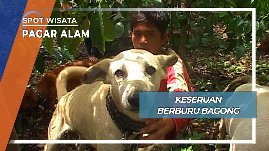 Seru Mendebarkan Berburu Bagong Desa Mingkik Pagar Alam