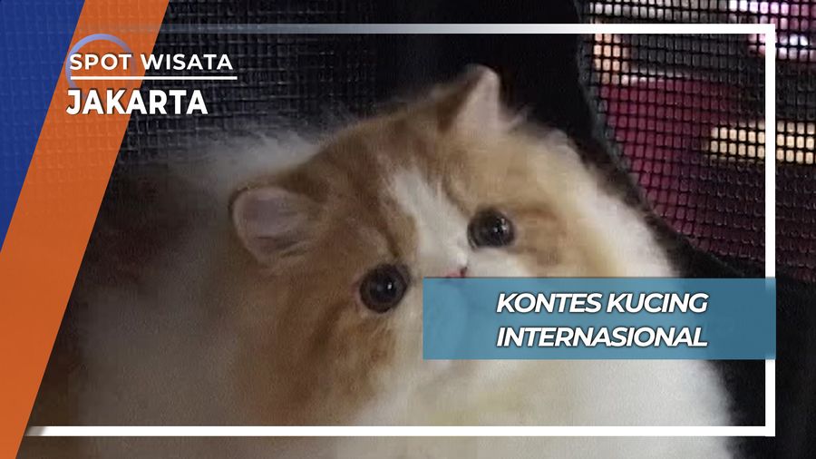 Kontes Kucing Internasional, Jakarta