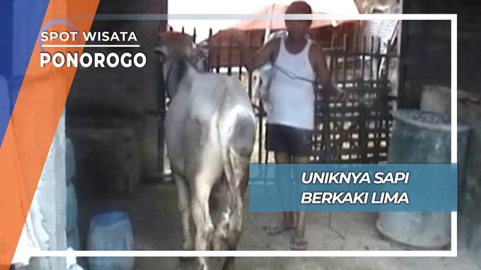 Uniknya Sapi Berkaki Lima, Ponorogo