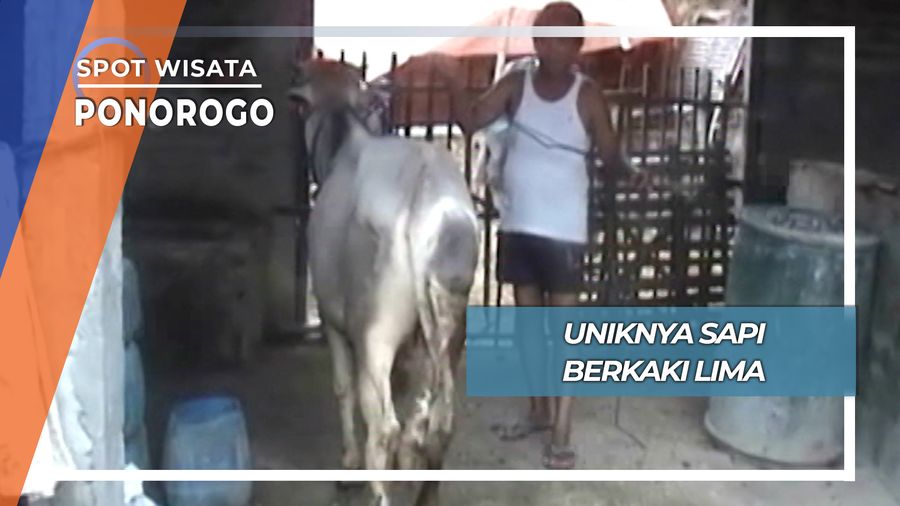 Uniknya Sapi Berkaki Lima, Ponorogo