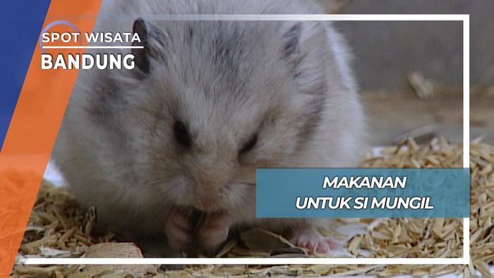 Makanan untuk si Mungil, Bandung