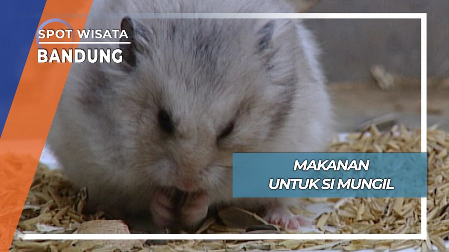 Makanan untuk si Mungil, Bandung