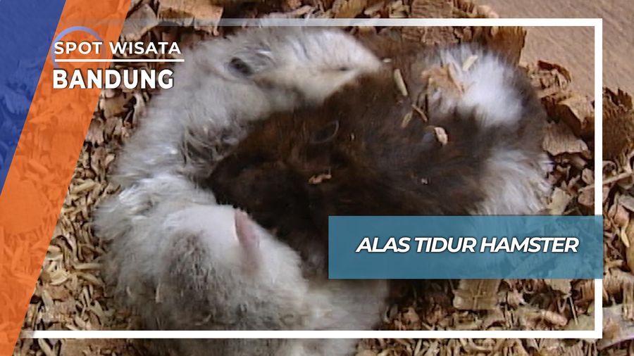 Alas Tidur Hamster, Bandung