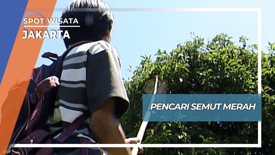 Pencari Semut Merah, Jakarta