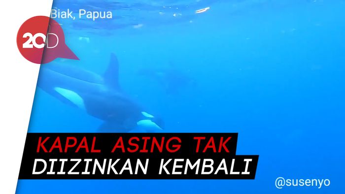 Paus Pembunuh Terlihat di Biak, Susi Pudjiastuti Sampaikan Harapan
