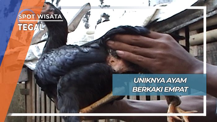 Ayam Berkaki Empat, Tegal