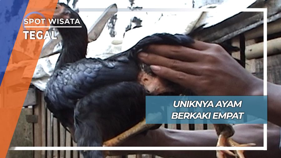 Ayam Berkaki Empat, Tegal