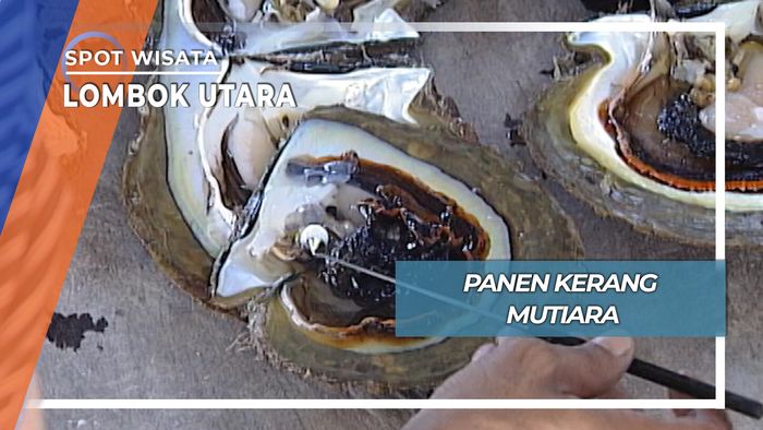 Panen Kerang Mutiara, Lombok