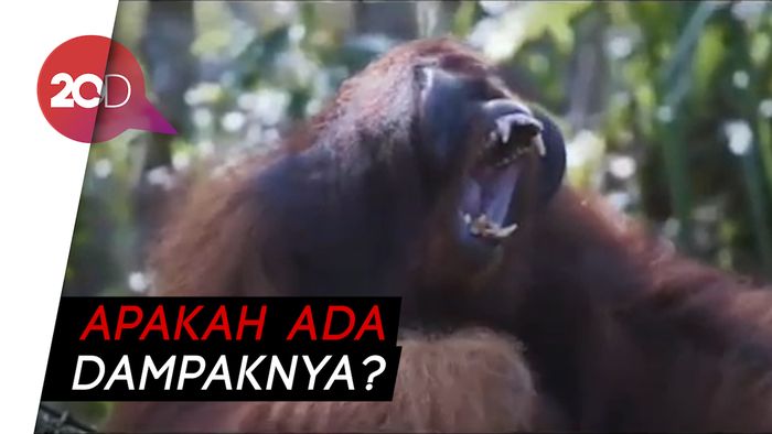 Menteri LHK Ungkap Kondisi Taman Konservasi Selama Pandemi COVID-19