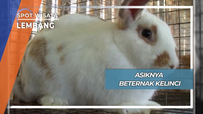 Uniknya Beternak Kelinci, Lembang