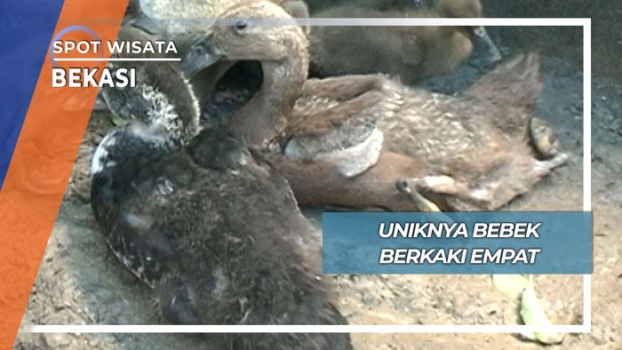 Uniknya Bebek Berkaki Empat, Bekasi