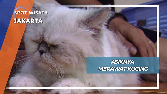 Asiknya merawat Kucing, Jakarta