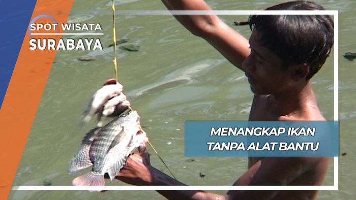 Menangkap Ikan Tanpa Alat Bantu, Surabaya
