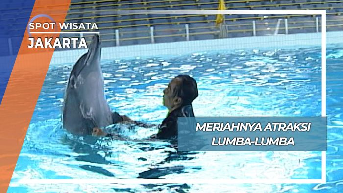 Atraksi Lumba-lumba, Jakarta