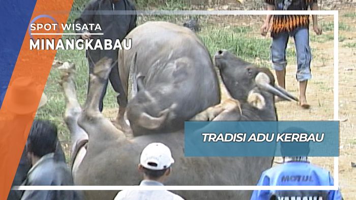 Tradisi Adu Kerbau, Minangkabau
