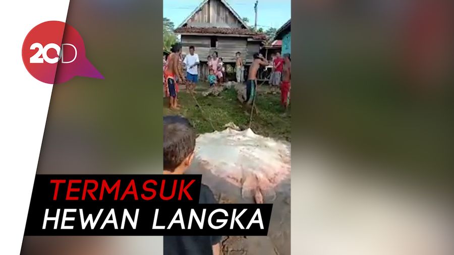 Heboh! Ikan Pari Raksasa Ditemukan di Sungai Musi