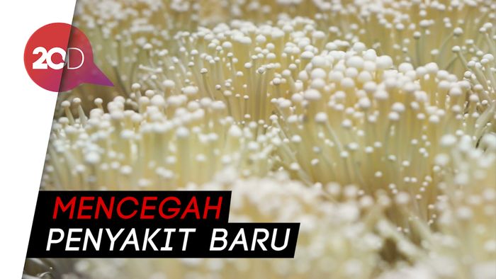 Mengandung Bakteri Listeria, Kementan Musnahkan Jamur Enoki