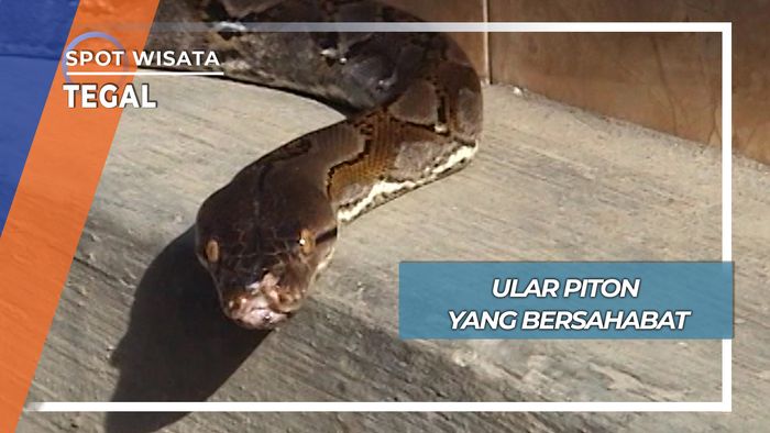 Ular Piton yang Ramah, Tegal