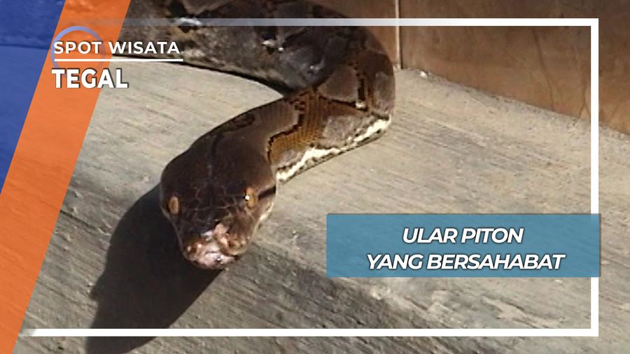 Ular Piton yang Ramah, Tegal