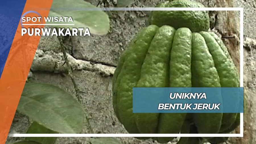 Uniknya Bentuk Jeruk, Purwakarta