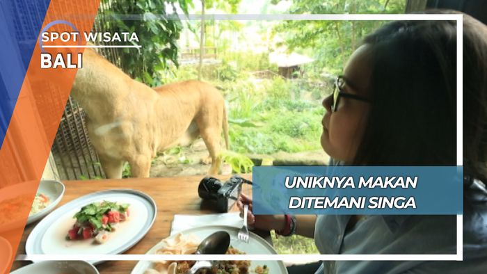 Ngeri Sedap Makan Siang Bersama Singa Bali