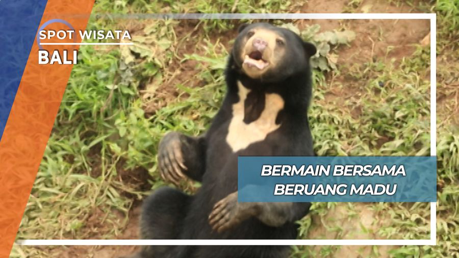 Main Air Bersama Beruang Madu di Bali