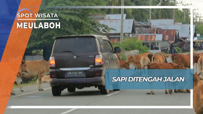 Sapi Berkeliling di Tengah Jalan Meulaboh Aceh