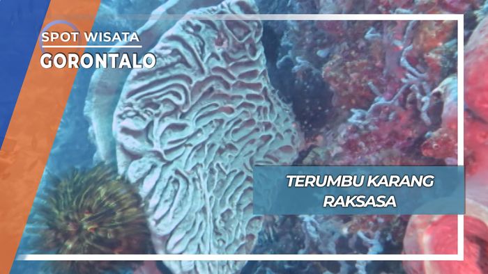 Terumbu Karang Raksasa Gorontalo