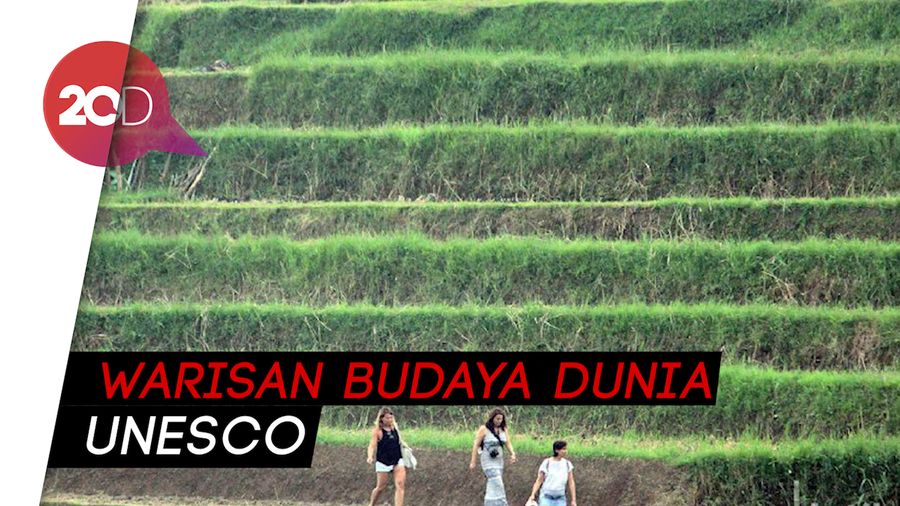 Mengenal Subak Bali yang Jadi Google Doodle Hari Ini