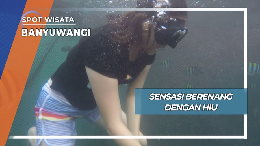 Sensasi Berenang dengan Hiu, Banyuwangi