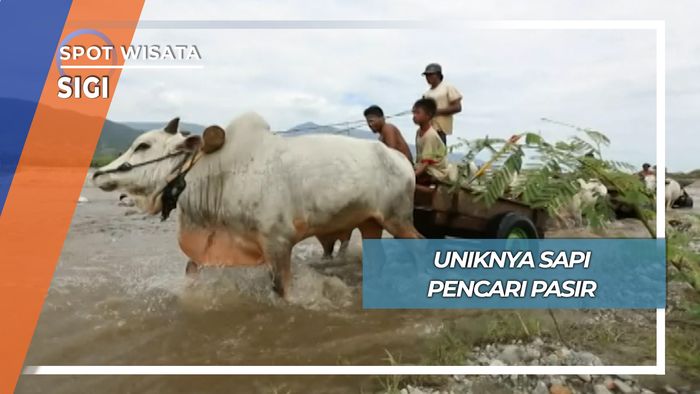 Sapi Pencari Pasir, Sigi