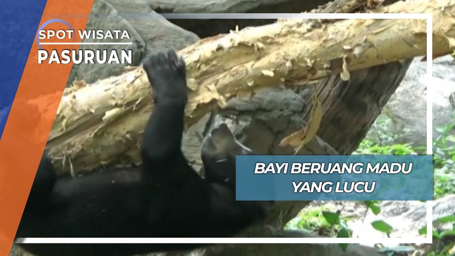 Bayi Beruang Madu yang Lucu, Pasuruan