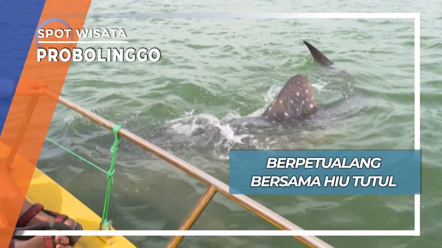Berpetualang Bersama Hiu Tutul, Probolinggo