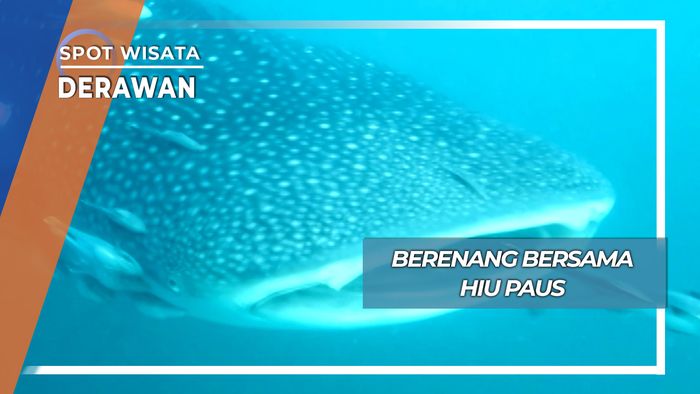Berenang dengan Hiu Paus, Derawan